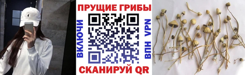 Псилоцибиновые грибы Psilocybine cubensis  Купить закладки  Лаишево 